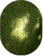 Sunlight filtering through a green forest canopy