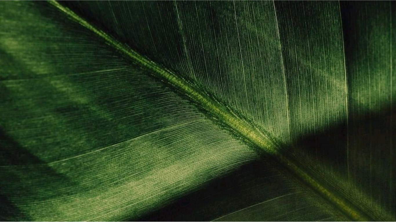 Close-up of the veins of a green leaf